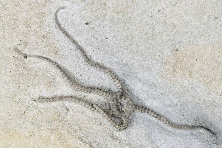 Detailed, Jurassic Brittle Star (Palaeocoma) Fossil - Lyme Regis #177066